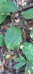 Goeppertia vaginata, photograph Marcio Santos Ferreira, CC BY, iNaturalist via GBIF