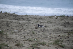 Haematopus palliatus