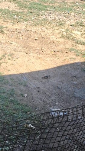 Red Avadavat