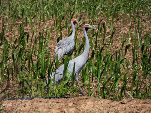 Brolga
