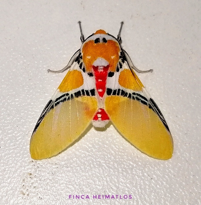 Idalus critheis