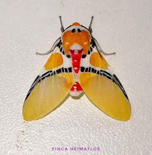 Idalus critheis