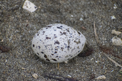 Haematopus palliatus