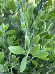 Arctostaphylos pungens