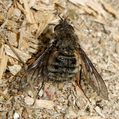 Conophorus nigripennis