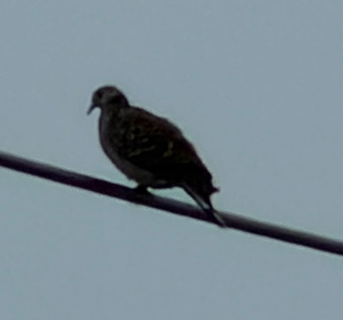 Oriental Turtle-Dove