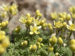 Cusickiella quadricostata