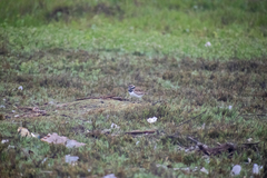 Charadrius vociferus
