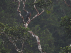 Harpagus bidentatus bidentatus