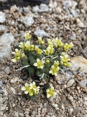 Cusickiella quadricostata