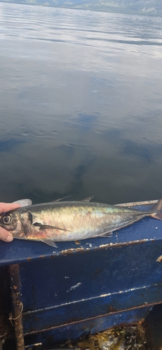 Pacific Jack Mackerel