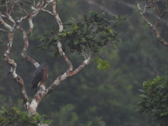 Harpagus bidentatus bidentatus
