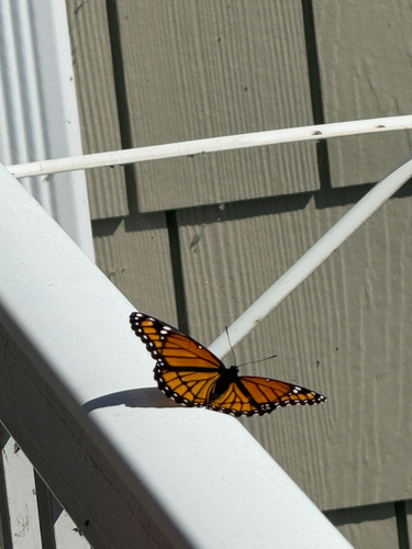 Viceroy