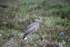 Burhinus superciliaris