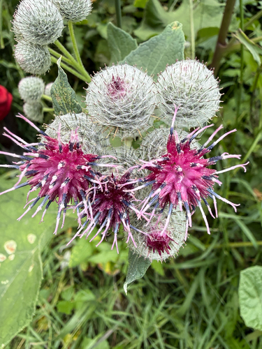 Woolly Burdock