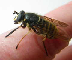 Sphecomyia pattonii