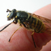 Patton's Yellowjacket Fly - Photo (c) dL thompson, some rights reserved (CC BY-NC-ND), uploaded by dL thompson