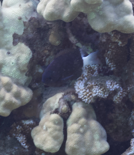 Chromis hanui observed 2026-07-01
