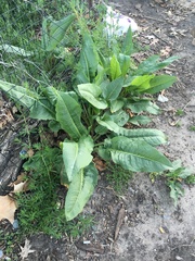 Rumex × confusus