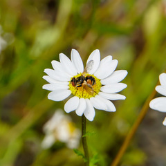 Gymnoclytia occidentalis