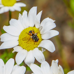 Gymnoclytia occidentalis