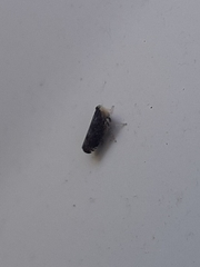 Scaphytopius frontalis