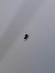 Scaphytopius frontalis