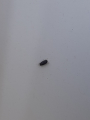 Scaphytopius frontalis