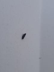 Scaphytopius frontalis