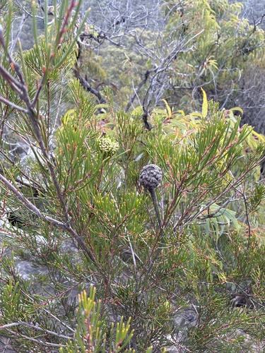 Hakea propinqua, 2026-08-23