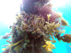 Parablennius tasmanianus