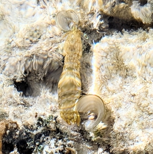 Gonodactylus chiragra observed 2026-08-27