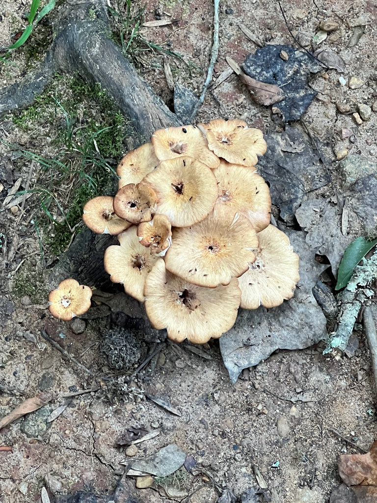 Ringless Honey Mushroom · August 2026 · photo: Photo: (c) Michael Pirrello, some rights reserved (CC BY) · iNaturalist