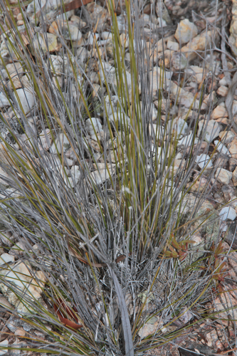 Actinoschoenus aphyllus observed 2026-08-19