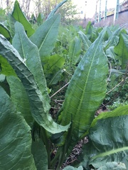 Rumex × confusus