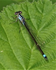 Ischnura cervula