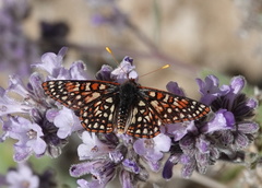 Euphydryas chalcedona hennei