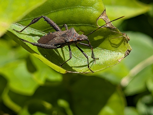 Citron Bug