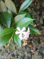Trachelospermum jasminoides