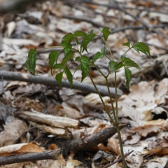 Actaea pachypoda