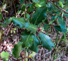 Quercus wislizeni frutescens