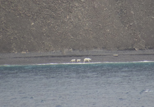 Black Bear sighting near Baffin