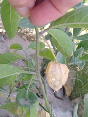 Physalis walteri