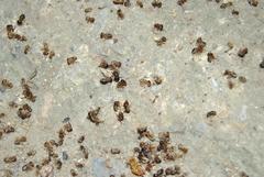 Macrotermes annandalei