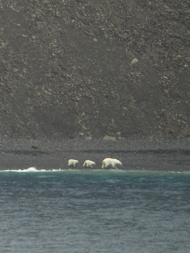 Black Bear sighting near Baffin