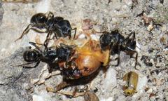 Odontoponera transversa