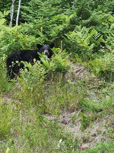 Black Bear sighting near Neebing