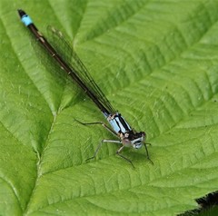 Ischnura cervula