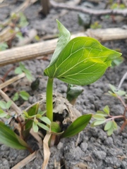 Trillium camschatcense
