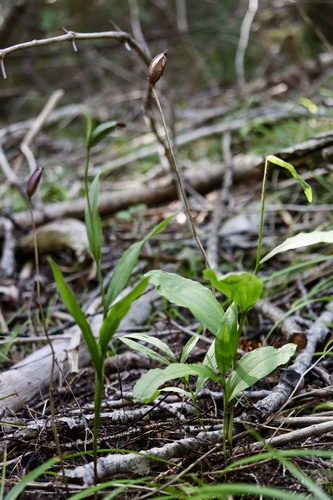 Cypripedium arietinum observed 2026-08-19